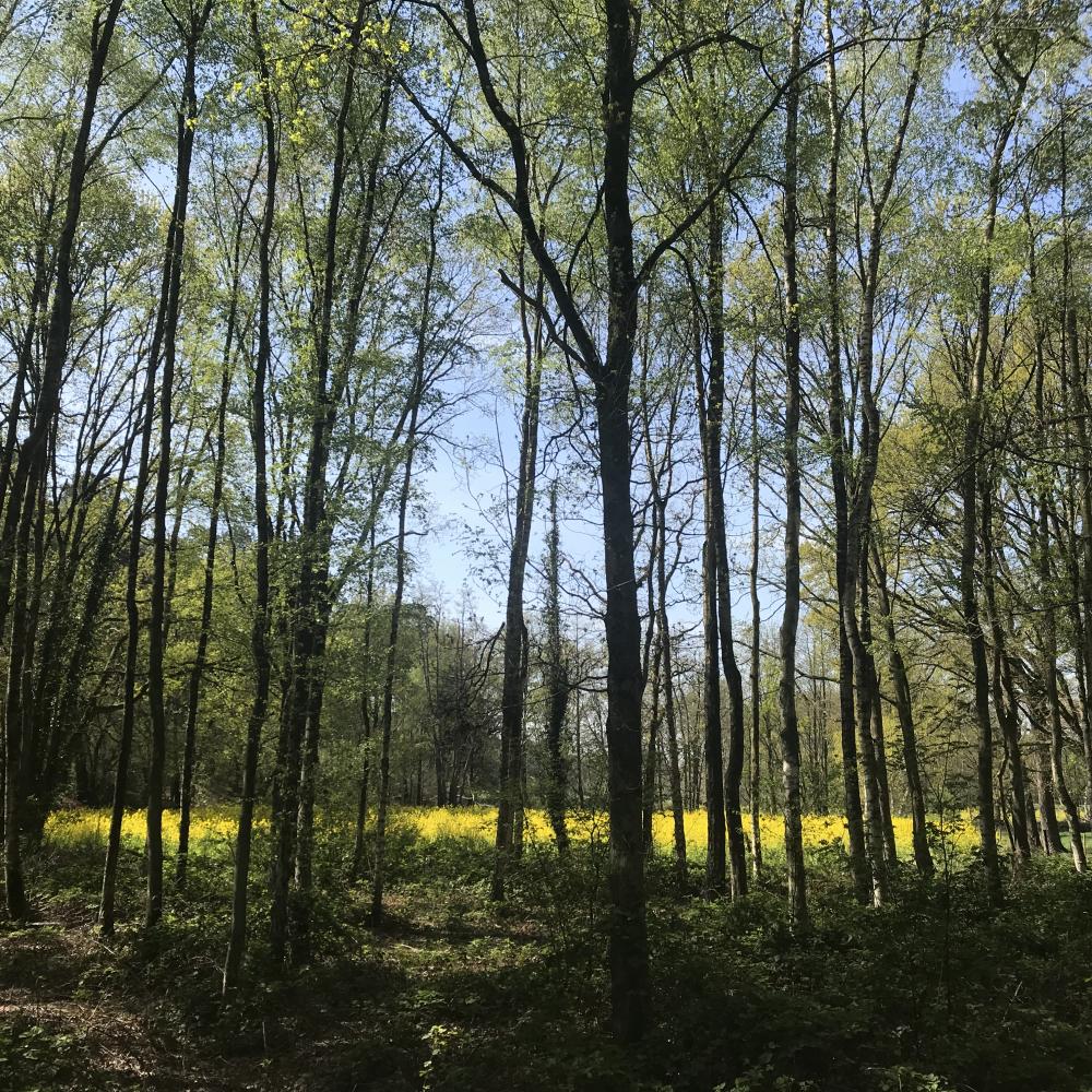 Volsbergse Bossen