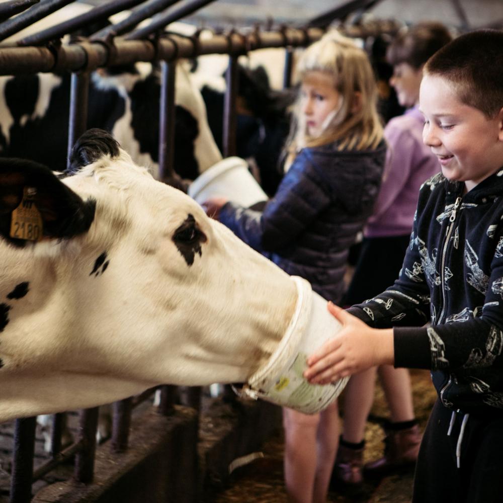 beat the barn balen
