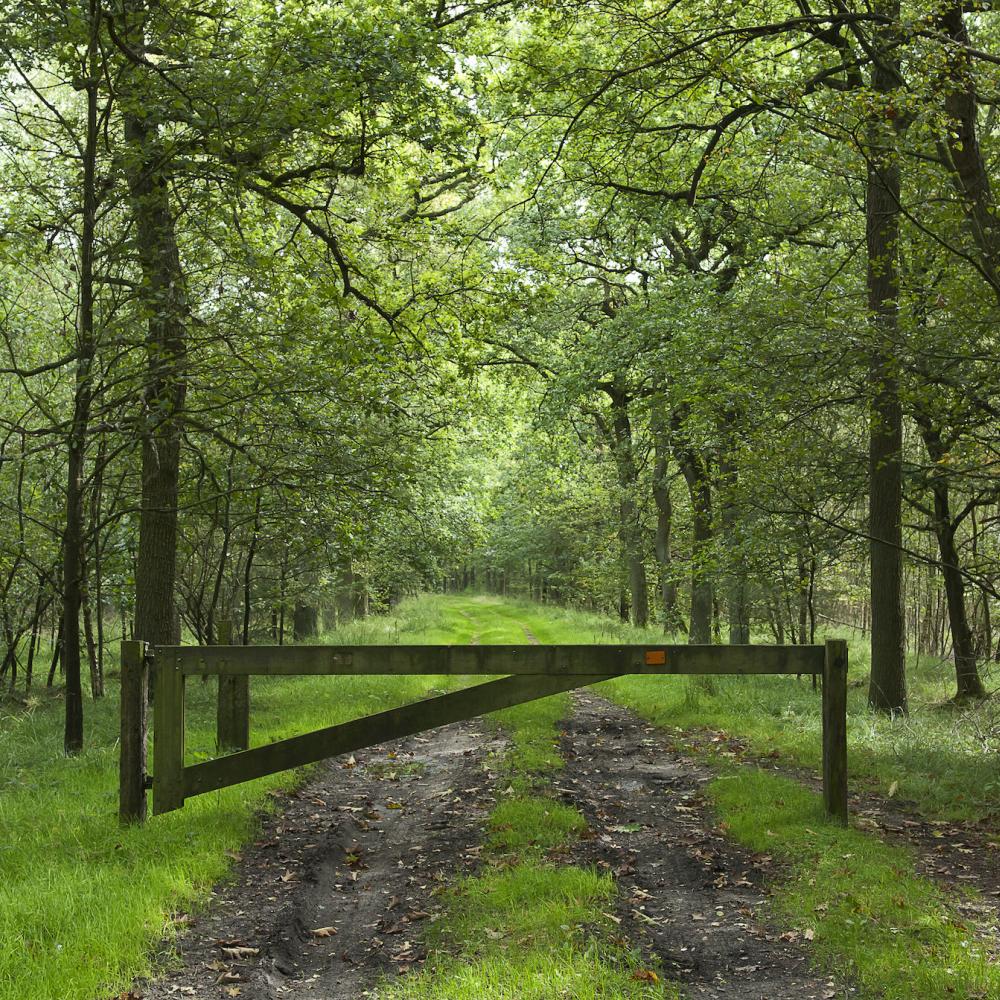 keiheuvelwandeling bos
