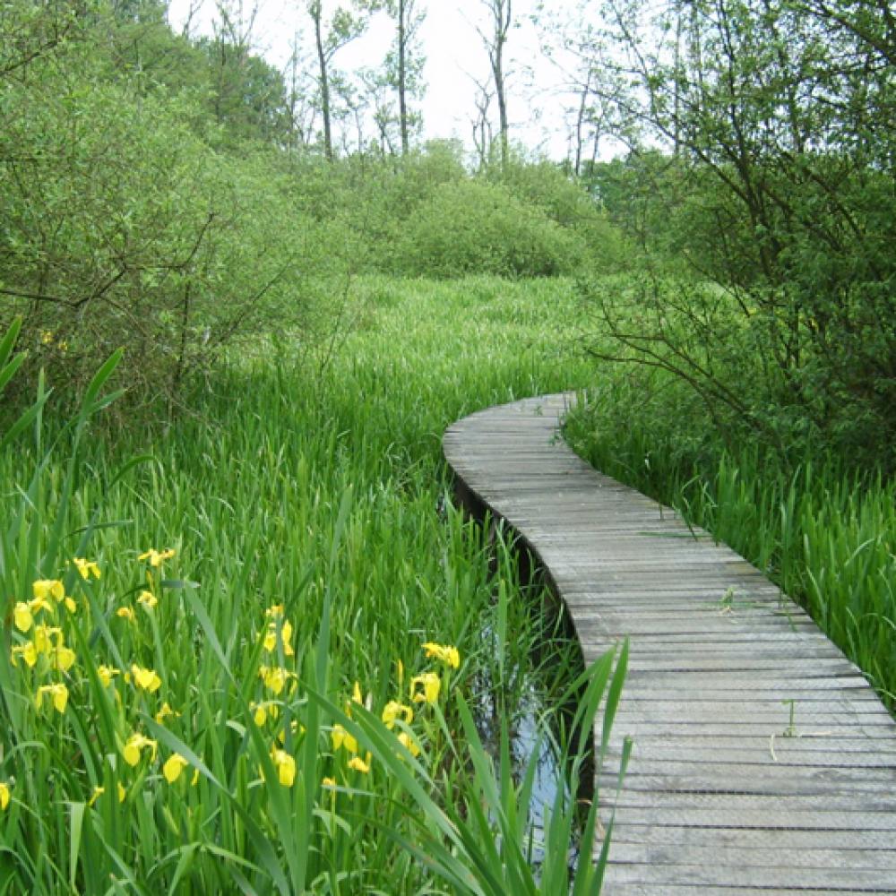 schepswandeling knuppelpad 