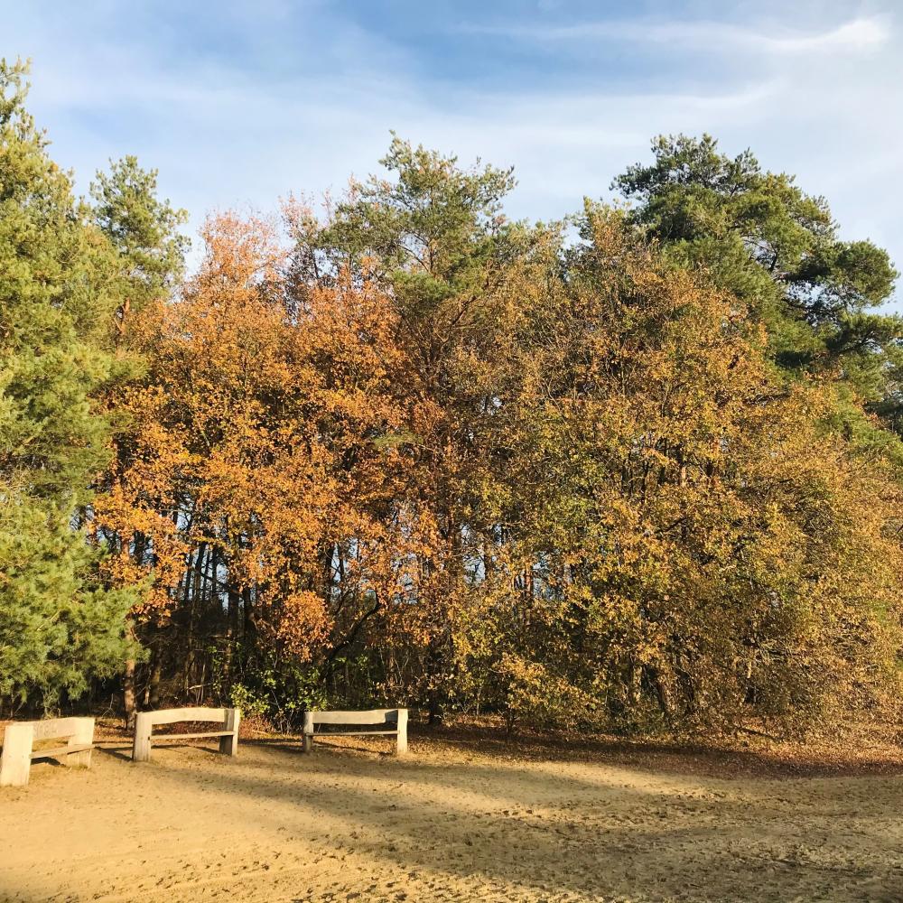 volsbergse bossen4